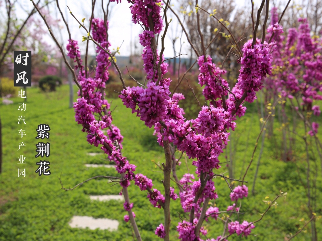 Z6尊龙凯时电动产业园紫；